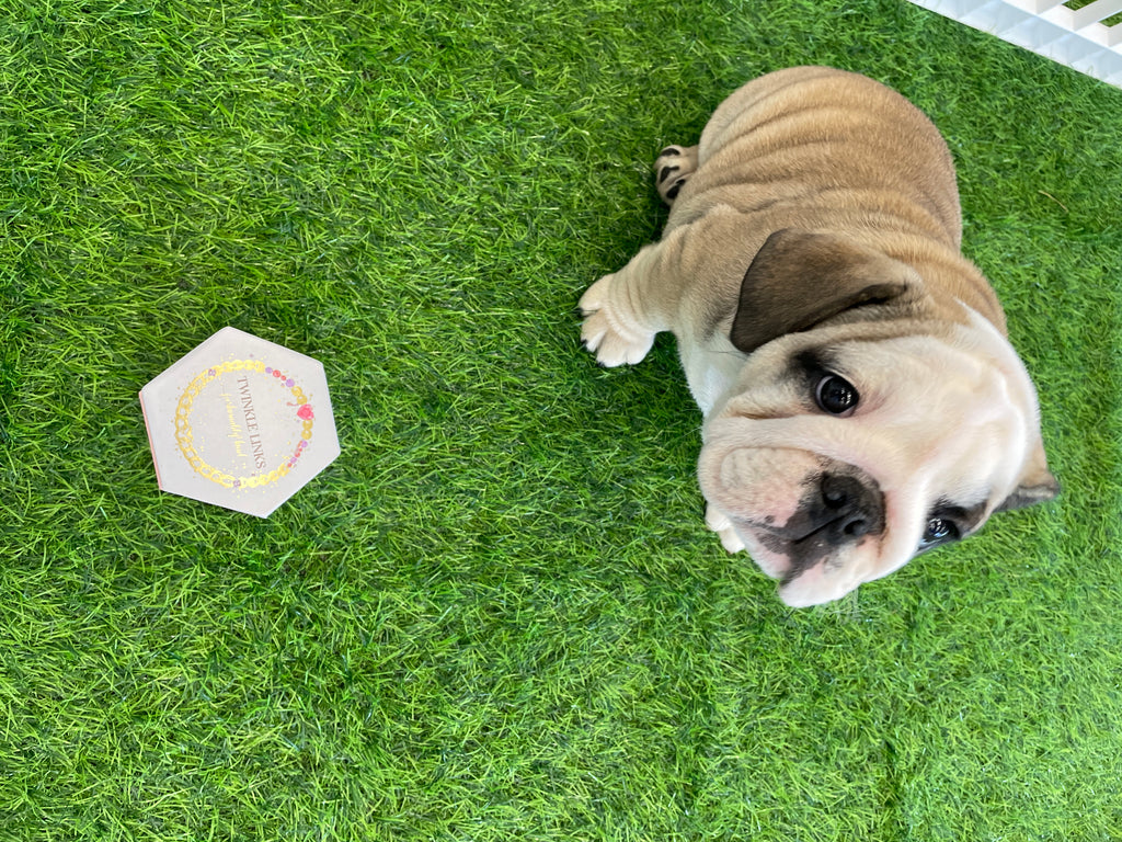 PAWsitive Collection at United Way Campaign