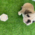 PAWsitive Collection at United Way Campaign
